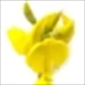 Spanish Broom